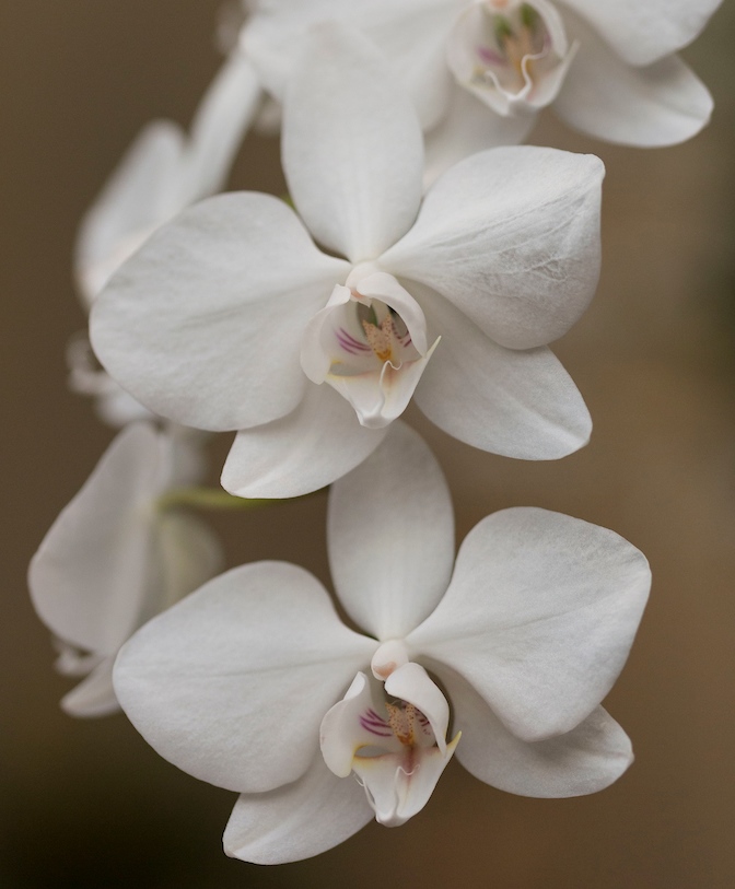 Orchid Show - Phalaenopsis aphrodite 'Motes'